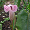 Chinese Arisaema image