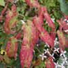 Link to Epimedium page