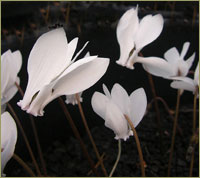 C.hederifolium 'Album' image