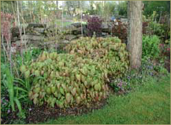 Rubrum in gardens at Bouquet Banque.