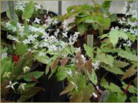 E. stellulatum Long Leaf Form image