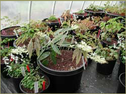 Grower pots ready for sale.