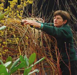 Judy Zugish triming willow branches in her garden