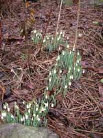 Snowdrops pathway