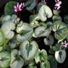 Link to Hardy Cyclamen page